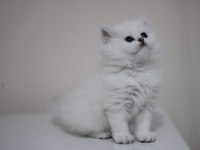 British longhair safkan