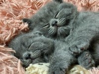A++ SHOW A62 BRITISH SHORTHAIR YAVRULAR