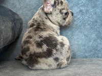 ÜST KALİTE BLUE MERLE FRENCH BULLDOG