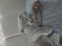 Scottish fold paşamız yeni yuvasına hazır