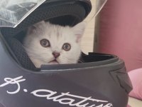 2 Aylık Güzeller Güzeli Silver Tabby Dişi Scottish