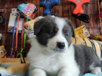Safkan border collie yavruları