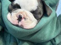 French bulldog 2 aylık köpeğimiz