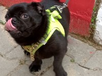 Pug Denizli
