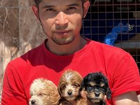 Maltipoo bebek yüzlü yavrular