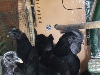 Ayam Cemali