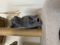 British shorthair gri