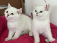 En güzel british shorthair ve longhair yavrular