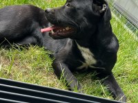 2.5 yaşında dişi cane corso acil yuva arıyor