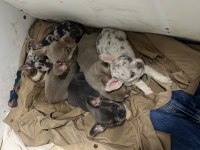 Saf kan french bulldog yavruları