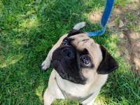 Erkek pug yeni ailesini arıyor