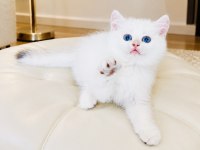Şecereli British Shorthair Golden Point erkek yavru