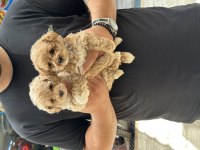 Sağlıklı Orjinal Maltipoo Yavrular