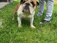 Erkek yetişkin ingiliz bulldog