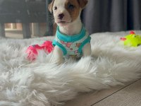 Üst Kalite jack russell yavrular