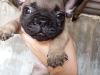 French bulldog yavrular