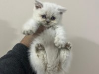 Teslime hazır a kalite bebek british shorthair