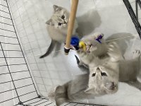 British shorthair silver bebekler