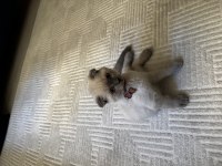 Scottish Fold Blue Point 3 Aylık Kedimiz