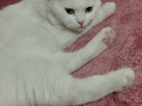 KEDİMİZİ ÜCRETSİZ SAHİPLENDİRME ACİL