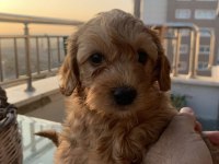 Toy poodle sahiplendiriyoruz