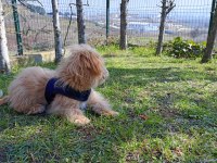 6 aylık maltipoo