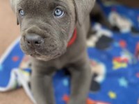 CANE CORSO SAĞLIK VE IRK GARANTİLİ