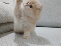 Golden british longhair erkek safkan yavrum