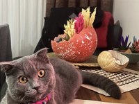 British Shorthair Gri Kedimiz