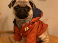 3 Aylık pug Dişi
