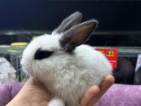CÜCE NETHERLAND DWARF TAVŞAN