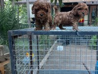 Dünyalar tatlısı özel renk maltipoo yavrular
