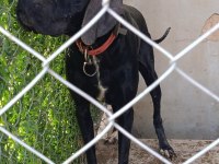 Pointer yavru köpekler