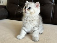 Safkan British Shorthair