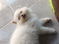 Scottish fold longhair
