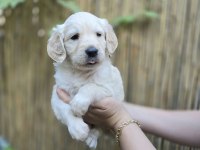 Bebek Surat Golden Retriever Erkek ve Dişi Yavrular