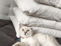 Çok akıllı uysal british shorthair