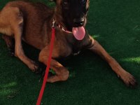 5 Aylık Belçika Malinois Kurdu