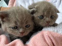 Safkan Scottish Fold