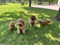 Dişi ve Erkek Poodle yavruları yeni yuvalarını arıyor