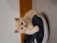 British shorthair yavru