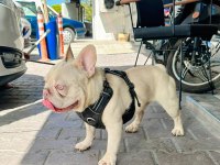 Aslan parçası kimbo fluffy L4 carrier
