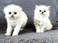Scottish Fold Silver Bebekler