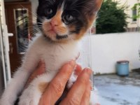 2 AYLIK GÜZEL KIZ KEDİMİZ YUVA ARIYOR