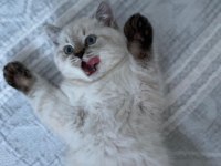 British shorthair yavru
