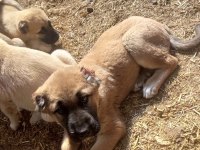 mükemmel ırk safkan kangal yavruları