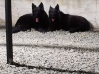 Solite black alman kurdu bebekler