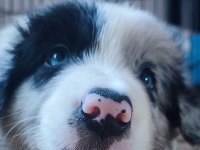 Sağlıklı safkan border collie yavru köpekler