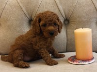 Güzel poodle kızımız