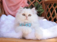 Krem rengi british longhair erkek yavru